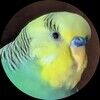 birdparent